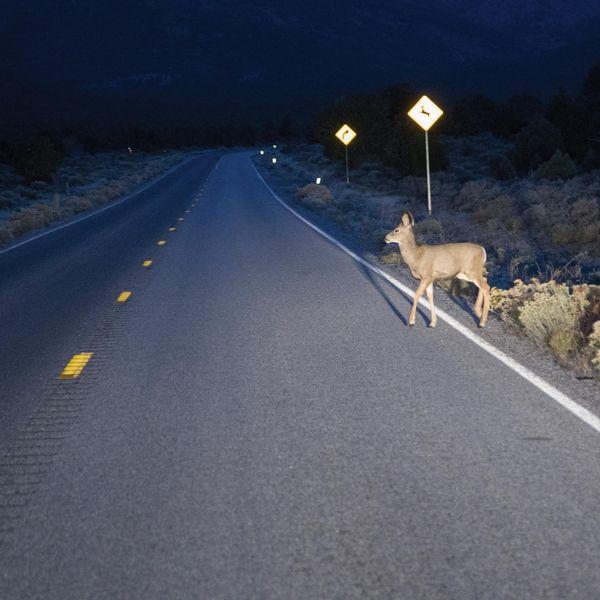 Deer in street